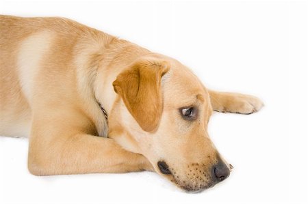 simsearch:400-04303358,k - sleepy Puppy Labrador retriever cream in front of white background Stockbilder - Microstock & Abonnement, Bildnummer: 400-05161907