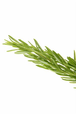 rosemary sprig - Rosemary green branch close up isolated on white background Stock Photo - Budget Royalty-Free & Subscription, Code: 400-05161900