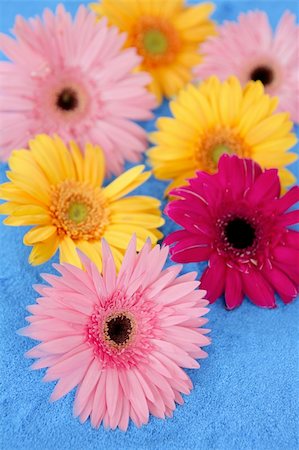 simsearch:400-05369226,k - Gerbera colorful flowers still over blue salt sand background Stock Photo - Budget Royalty-Free & Subscription, Code: 400-05161903