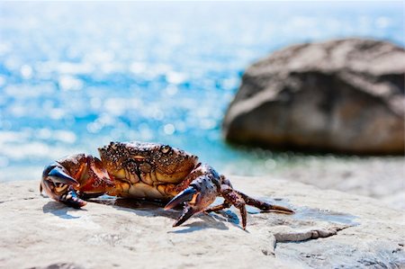 simsearch:400-04529279,k - Crab basking on the stone with ocean in the background Foto de stock - Royalty-Free Super Valor e Assinatura, Número: 400-05162121