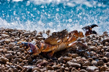 simsearch:400-04529279,k - Old crab in water splashes with ocean in the background Foto de stock - Royalty-Free Super Valor e Assinatura, Número: 400-05162122