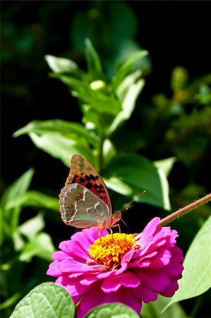 simsearch:400-07674888,k - Close up of a colored butterfly on a flower Foto de stock - Super Valor sin royalties y Suscripción, Código: 400-05162123