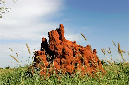 A termite mound in Tarangire Park in Tanzania Africa Foto de stock - Super Valor sin royalties y Suscripción, Código: 400-05162251