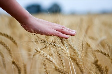 dry wheat's ear in the hands Stock Photo - Budget Royalty-Free & Subscription, Code: 400-05162382
