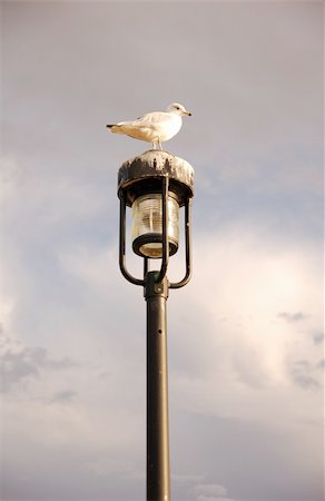 Seagull perched on a lamp post Stock Photo - Budget Royalty-Free & Subscription, Code: 400-05162418