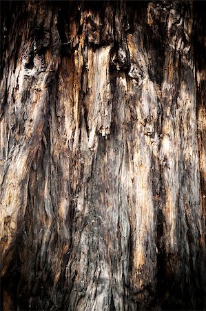 simsearch:400-04365263,k - A close up of a textured bark of tree Stock Photo - Budget Royalty-Free & Subscription, Code: 400-05162430
