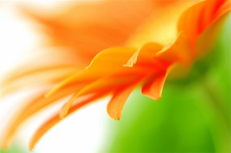 roxxer (artist) - abstract background with vivid flower petals blurred Fotografie stock - Microstock e Abbonamento, Codice: 400-05162484