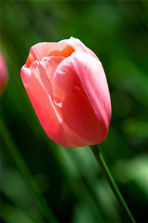 Rose tulip in the Keukenhof Park. The Netherlands Stock Photo - Budget Royalty-Free & Subscription, Code: 400-05162582