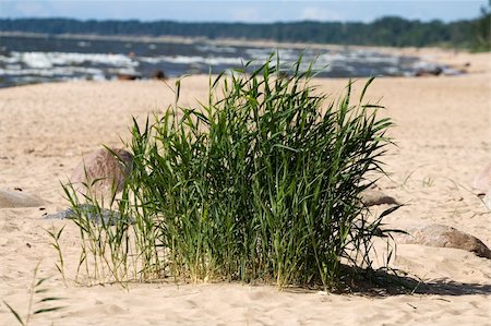 seagrass - Beach grass and stone on a dune near the sea Stock Photo - Budget Royalty-Free & Subscription, Code: 400-05162866