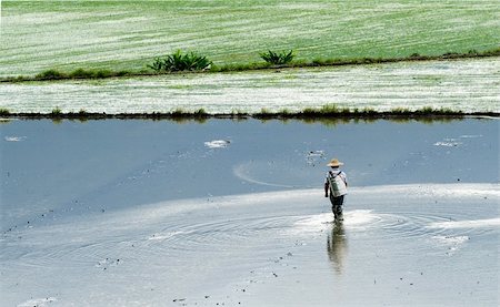 simsearch:400-05165704,k - It is a farmer spray insecticide with traditional way on the farm. Foto de stock - Super Valor sin royalties y Suscripción, Código: 400-05163126