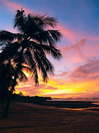 pink lagoon - Beautiful sunset with a palmtree silhouette and sailboats at Airlie Beach, Australia Stock Photo - Budget Royalty-Free & Subscription, Code: 400-05163154