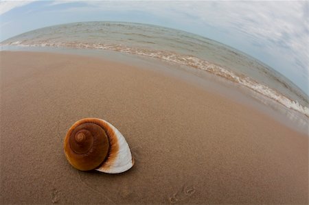 simsearch:400-03916547,k - Shell on a nice sandy beach. Foto de stock - Super Valor sin royalties y Suscripción, Código: 400-05163655