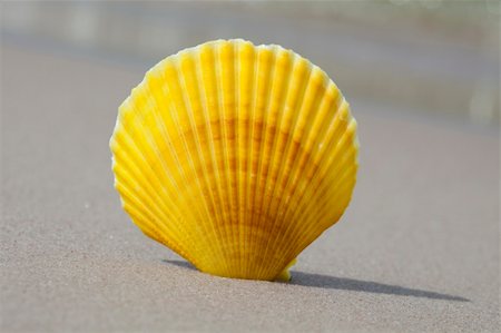 Shell on a nice sandy beach. Stock Photo - Budget Royalty-Free & Subscription, Code: 400-05163656