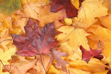 simsearch:400-07036352,k - very nice yellow and brown autumnal leaves background Stockbilder - Microstock & Abonnement, Bildnummer: 400-05163667