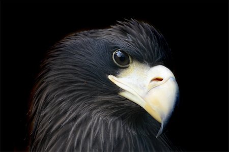 simsearch:400-05294488,k - head of eagle (detail from Prague ZOO) Foto de stock - Super Valor sin royalties y Suscripción, Código: 400-05163677