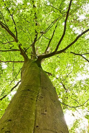 lush green tree top shot from ground, backlit Foto de stock - Super Valor sin royalties y Suscripción, Código: 400-05163757