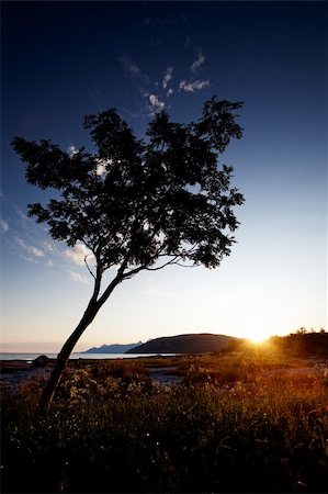 simsearch:400-03985677,k - A tree silhouette against a sunset and ocean background Foto de stock - Super Valor sin royalties y Suscripción, Código: 400-05174313