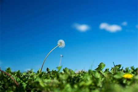 White dandelion on a blue sky background Fotografie stock - Microstock e Abbonamento, Codice: 400-05174354