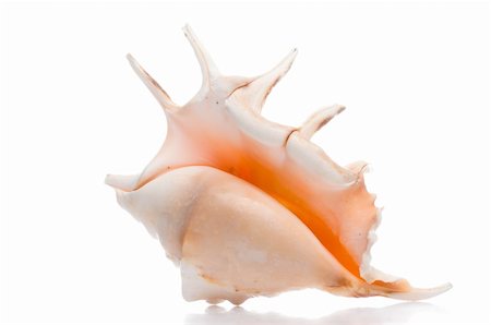 simsearch:400-07099101,k - isolated seashell Stock Photo - Budget Royalty-Free & Subscription, Code: 400-05174776