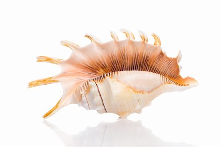 simsearch:400-07099101,k - isolated seashell Stock Photo - Budget Royalty-Free & Subscription, Code: 400-05174778