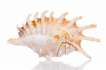 simsearch:400-07099101,k - isolated seashell Stock Photo - Budget Royalty-Free & Subscription, Code: 400-05174779