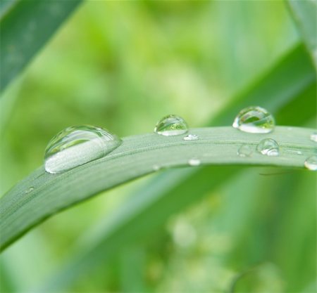 simsearch:400-05178723,k - summer time - detail of a water drops on plant Foto de stock - Super Valor sin royalties y Suscripción, Código: 400-05174893