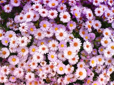 sydney gardens - nice flower background - a lot of purple flowers Stock Photo - Budget Royalty-Free & Subscription, Code: 400-05174904