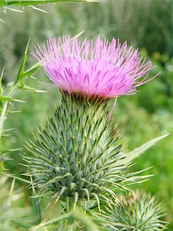 simsearch:400-05069521,k - summer time - nice detail of a purple thorn Photographie de stock - Aubaine LD & Abonnement, Code: 400-05174908