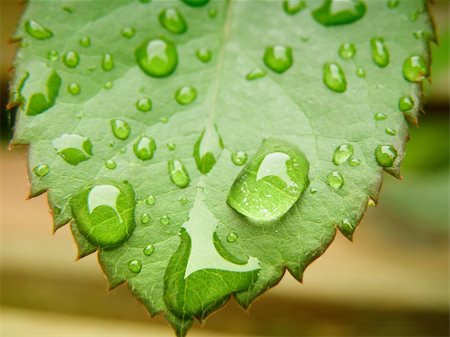 simsearch:400-08618195,k - summer time - detail of a water drops on plant Foto de stock - Super Valor sin royalties y Suscripción, Código: 400-05174902