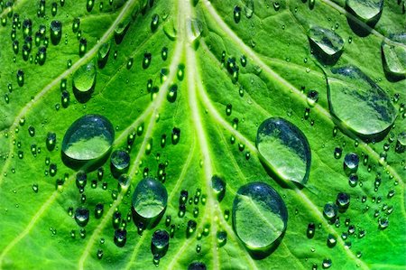 simsearch:400-07169438,k - Large and small droplets on the surface of green leaf Stock Photo - Budget Royalty-Free & Subscription, Code: 400-05175218