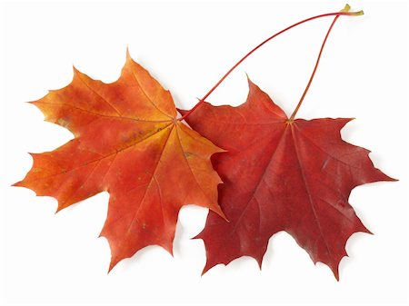 simsearch:400-04644582,k - two bright autumnal maple leaves on white Photographie de stock - Aubaine LD & Abonnement, Code: 400-05175540