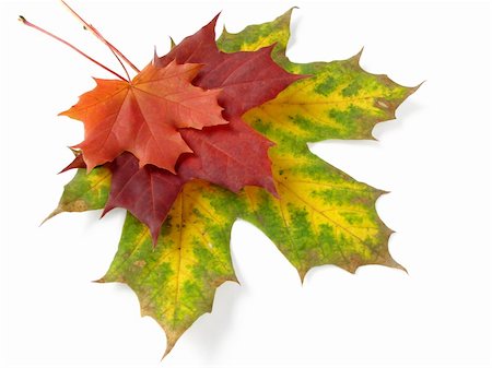 simsearch:400-04399289,k - bright autumnal maple leaves pile Stock Photo - Budget Royalty-Free & Subscription, Code: 400-05175541
