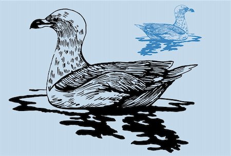 simsearch:400-04160980,k - Hand drawn image of a floating seagull. Stock Photo - Budget Royalty-Free & Subscription, Code: 400-05175625