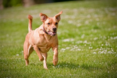 A dog running fast at an outside park Photographie de stock - Aubaine LD & Abonnement, Code: 400-05175874