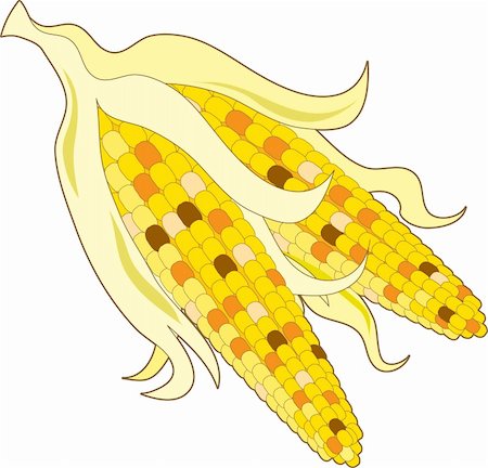 Two cobs of multi colored indian corn Photographie de stock - Aubaine LD & Abonnement, Code: 400-05176001
