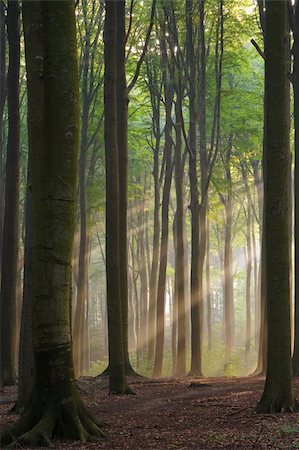 Sunbeams in a misty morning forest Stock Photo - Budget Royalty-Free & Subscription, Code: 400-05176039