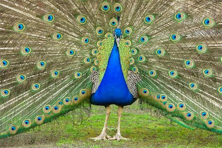 beautiful male peacock with its colorful tail feathers spread Stock Photo - Budget Royalty-Free & Subscription, Code: 400-05176280