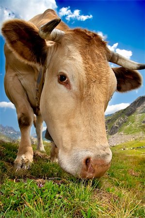 Closeup photo of a cow grazing in a mountain full of grass Stock Photo - Budget Royalty-Free & Subscription, Code: 400-05176654