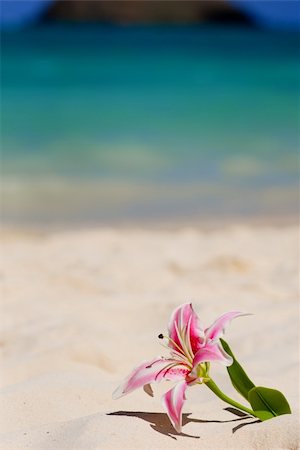 stargazer - Handpainted artificial Stargazer Lily in the sand on a beach along the windward coast of Oahu, Hawaii. Shot with shallow depth of field. Stock Photo - Budget Royalty-Free & Subscription, Code: 400-05176686