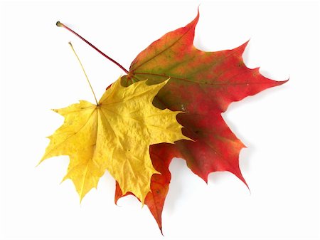 simsearch:400-04644582,k - pair of bright autumnal maple leaves on white Photographie de stock - Aubaine LD & Abonnement, Code: 400-05176836