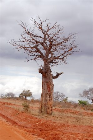 solitaire - baobab tree on a stormy weather background Stock Photo - Budget Royalty-Free & Subscription, Code: 400-05176905