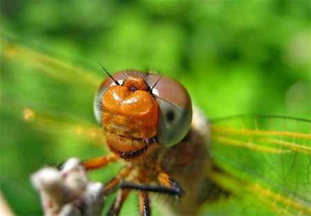 spindle - dragonfly Stock Photo - Budget Royalty-Free & Subscription, Code: 400-05176903