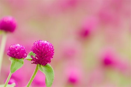 simsearch:400-04867397,k - Here are beautiful purple flowers - gomphrena globosa. Fotografie stock - Microstock e Abbonamento, Codice: 400-05177083