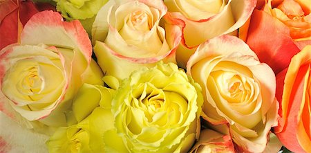 Rose background. The detailed image of a blossoming flower Stock Photo - Budget Royalty-Free & Subscription, Code: 400-05177222