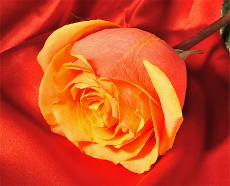 simsearch:695-05772849,k - Rose on red silk. The detailed photo of a blossoming flower Stockbilder - Microstock & Abonnement, Bildnummer: 400-05177246