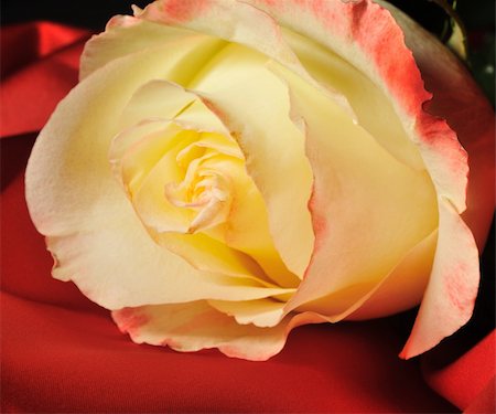 simsearch:695-03380937,k - Rose on red silk. The detailed photo of a blossoming flower Stockbilder - Microstock & Abonnement, Bildnummer: 400-05177248