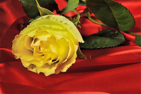 simsearch:400-05684592,k - Rose on red silk. The detailed photo of a blossoming flower Stock Photo - Budget Royalty-Free & Subscription, Code: 400-05177242