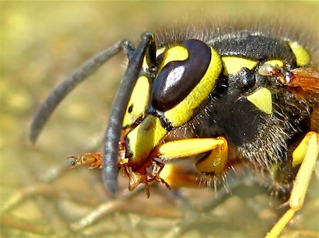 super makro a wasp, hir portret Foto de stock - Royalty-Free Super Valor e Assinatura, Número: 400-05177263