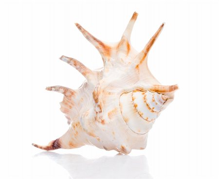 simsearch:400-07099101,k - isolated seashell Stock Photo - Budget Royalty-Free & Subscription, Code: 400-05177340