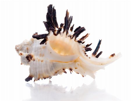 isolated seashell Stock Photo - Budget Royalty-Free & Subscription, Code: 400-05177341